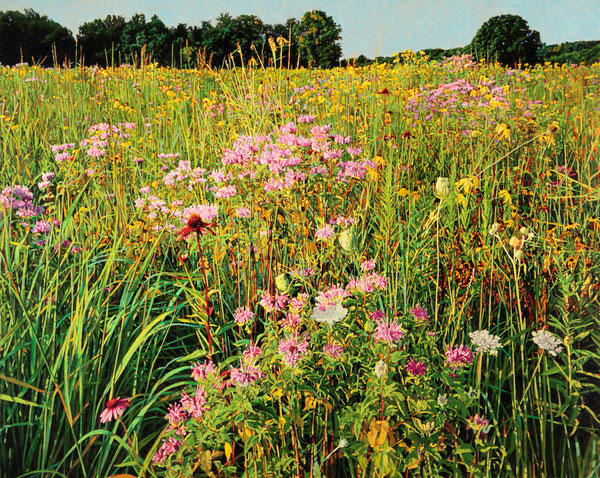 Wildflowers and Distant Trees, 2011